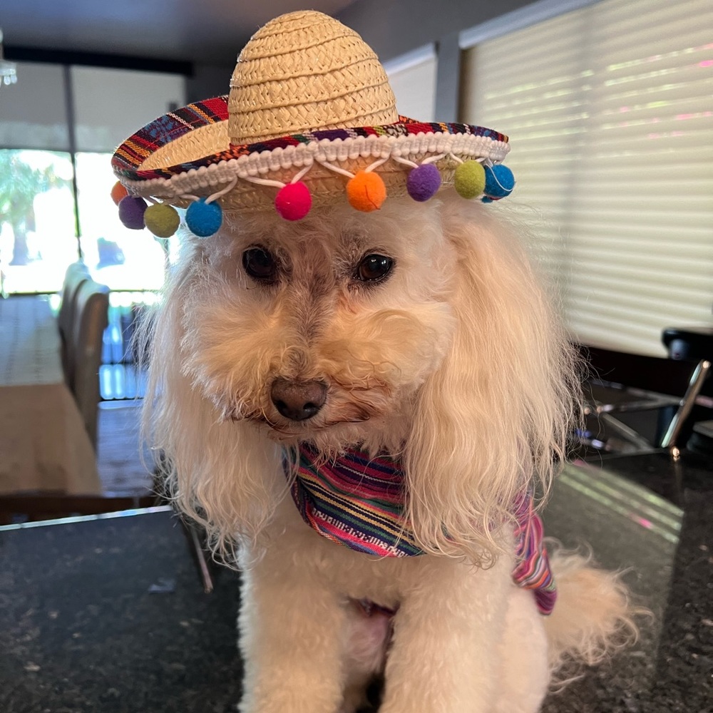 ⭐️Posh Ambassador II ⭐️ - Picture 12 of 16